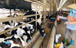 Giảm nghèo bền vững gắn với bình đẳng giới ở xã Tân Lợi