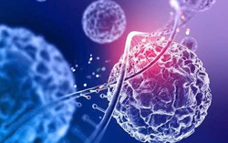 “Sạc pin” cho tế bào để điều trị Alzheimer, loạn dưỡng cơ, gan nhiễm mỡ