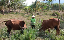 Ban hành quy định về chuẩn nghèo đa chiều quốc gia giai đoạn 2026-2030