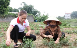 Đưa kiến thức và việc làm về nông thôn, giúp phụ nữ Hưng Yên thoát nghèo
