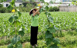 Bắc Ninh: Khơi dậy nội lực, tinh thần hợp tác cùng phát triển kinh tế của người dân