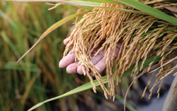 Map Pacific Singapore góp phần xây dựng nền nông nghiệp xanh, sạch, an toàn