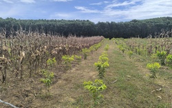 Giảm 70% tiền chênh lệch khi chuyển đổi đất: Kỳ vọng tháo gỡ gánh nặng cho người dân