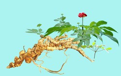 Phát triển và hình thành trung tâm công nghiệp dược liệu tại tỉnh Quảng Nam với Sâm Ngọc Linh là cây chủ lực