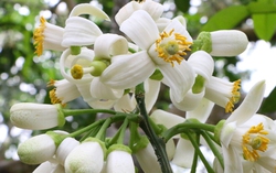 Hương bưởi vườn nhà