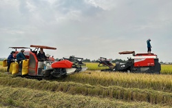 Đẩy mạnh cho vay sản xuất, kinh doanh lúa gạo