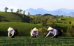 Đa dạng combo du lịch giá ưu đãi trong dịp Giỗ Tổ Hùng Vương