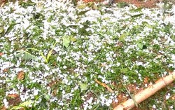 Sơn La: 15 phút mưa đá kèm dông khiến nhiều hộ gia đình bị thiệt hại