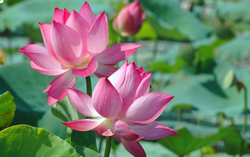Truyện ngắn: Tỏa ngát hương sen