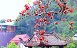 Những bông hoa đỏ cửa đền