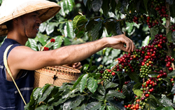 Trà Cascara - Siêu phẩm trà được làm từ thứ không ngờ đến