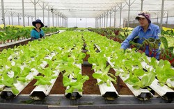 Khoảng 7.500 tỷ đồng/năm dành miễn thuế sử dụng đất nông nghiệp đến hết năm 2030