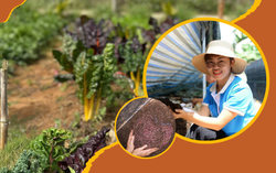 Vượt qua sự hoài nghi để thành công với mô hình nuôi trùn quế
