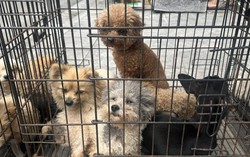 Cảnh giác với chiêu trò lừa đảo qua mua bán máy ảnh, cứu hộ chó mèo lạc