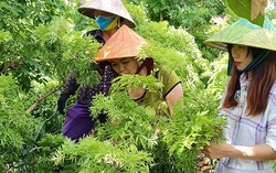 Tìm hướng đi riêng với trà thảo mộc hữu cơ