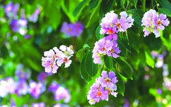 Mùa bằng lăng tím ngần trong mắt