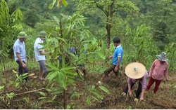 Lai Châu: Nỗ lực nâng cao nhận thức, kỹ năng cho người Mảng thoát nghèo
