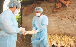 Triển khai đồng bộ, quyết liệt, có hiệu quả các giải pháp phòng, chống dịch bệnh gia súc, gia cầm