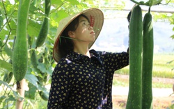 Bỏ lỡ giấc mơ nghề giáo để trở thành "bà chủ bí xanh"