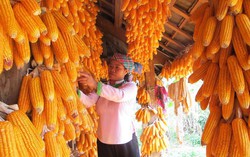 Phát triển hợp tác xã, đẩy mạnh giảm nghèo ở Lai Châu