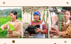 Những người phụ nữ Tây Nguyên biến ước mơ nhỏ thành sinh kế lớn