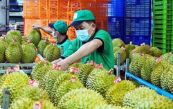 Thúc đẩy sản xuất và xuất khẩu sầu riêng bền vững
