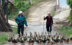 Phú Thọ: Hỗ trợ trên 3.000 phụ nữ vươn lên phát triển kinh tế