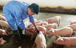 Xuất cấp vắc xin Lở mồm long móng cho 30 địa phương