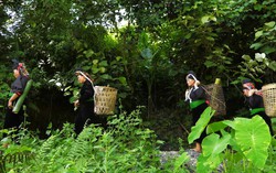 Phụ nữ La Ha "giữ lửa" văn hóa truyền thống