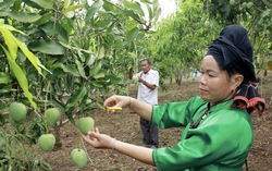 Mai Sơn (Sơn La): Nâng tầm nông sản địa phương bằng liên kết và công nghệ