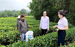 "Cú hích" thay đổi diện mạo cho vùng đất trung du