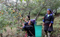 Yên Bái: Đời sống người dân khởi sắc nhờ giảm nghèo hiệu quả