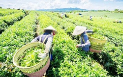 Phú Lương, Thái Nguyên: Nhiều mô hình thiết thực giúp đồng bào dân tộc thiểu số giảm nghèo