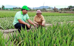 Nông dân Ninh Thuận ổn định kinh tế nhờ cây nha đam