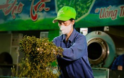 Thái Nguyên: Thí điểm chương trình phát triển vùng nguyên liệu chè bền vững La Bằng