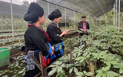 Lai Châu: Phát triển nông nghiệp hàng hóa hoàn thành mục tiêu chương trình xây dựng nông thôn mới