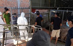 Quảng Ngãi: Phát hiện cơ sở thu mua lợn mắc dịch vận chuyển ra ngoài tỉnh tiêu thụ​