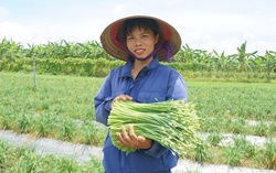 Hưng Yên: Phụ nữ A Sào phát triển kinh tế từ mô hình nông nghiệp xanh bền vững