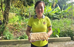 Giữ hồn giống gạo nếp đặc sản quê hương