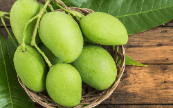 Phương pháp mới giúp bảo quản xoài tươi 1 tháng