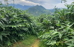 Mô hình trồng giang lấy lá góp phần phát triển kinh tế nông thôn miền núi