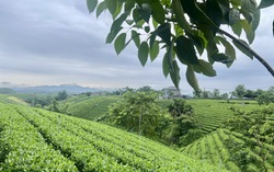 Những đồi chè xanh mướt thay đổi diện mạo nông thôn mới ở Thái Nguyên