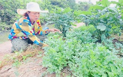 Nữ tổ trưởng tích cực hỗ trợ chị em phát triển kinh tế gia đình