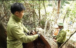 Thái Nguyên: Chỉ đạo xử lý nghiêm vụ phá rừng tại Vườn Quốc gia Ba Bể