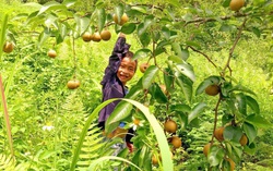 Ngân Sơn phát triển kinh tế nông thôn từ mô hình trồng lê VH6