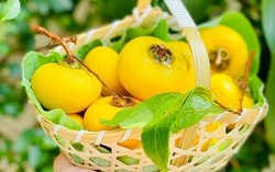 Hương thị chín sau nhà