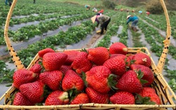 Xã Mai Sơn "thay da đổi thịt" nhờ mô hình trồng dâu tây