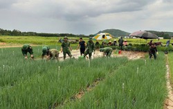 Nghệ An: 400ha rau bị ngập do mưa lớn, dân bán rau non gỡ vốn