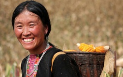 Mùa thu hoạch ngô ở Sơn La