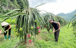 Cao Bằng: Phát triển nhãn hiệu Thanh Long Nguyên Bình